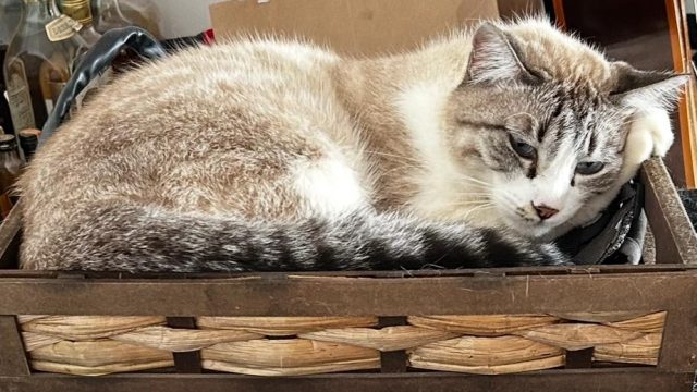Saúde felina: saiba porque os gatos costumam escondem os sinais de doença