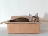 Por que o gato prefere a caixa de papelão e não a cama cara que você comprou?