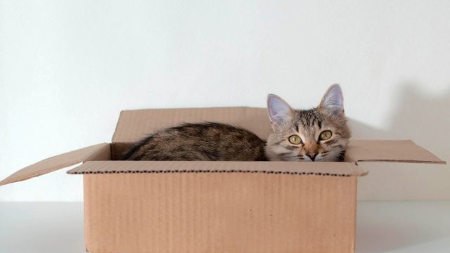 Por que o gato prefere a caixa de papelão e não a cama cara que você comprou?