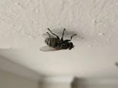 Como a mosca pousa no teto sem cair? Entenda como o inseto faz a manobra